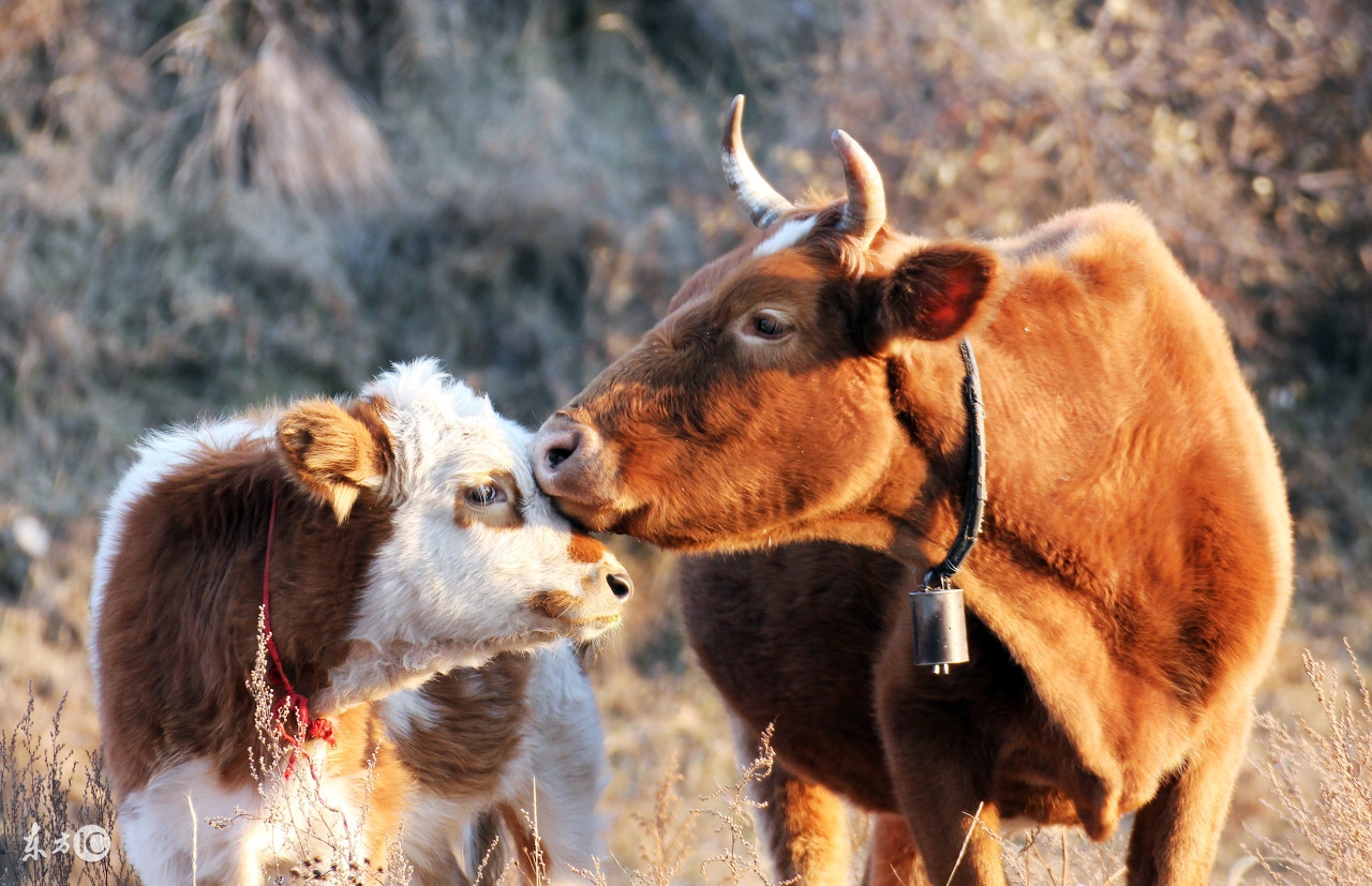 73年的牛牛人到中年,73年牛牛的一生