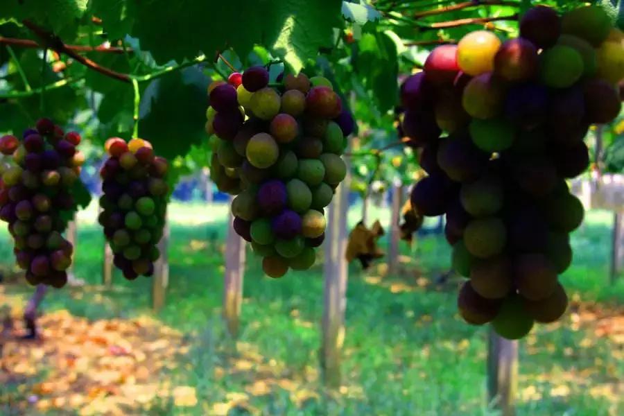 浙江采摘瓜果亲子游方案,金华采摘游最强攻略