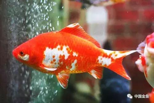 閲戦奔璺崇几鎽旀檿濡備綍鎶㈡晳,閲戦奔绐佺劧鐚濇