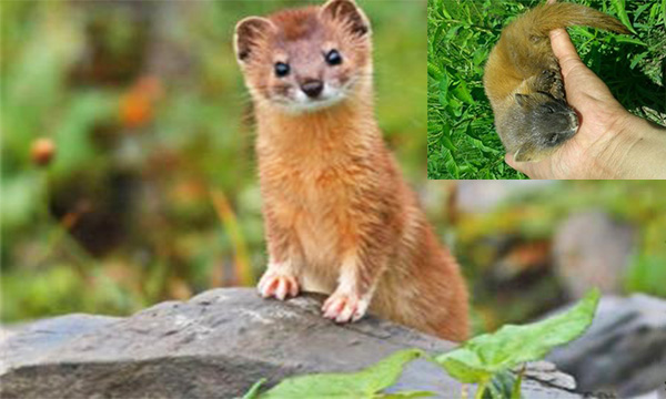 黄鼠狼偷鸡属于什么行为,黄鼠狼偷鸡为什么只能看不能打