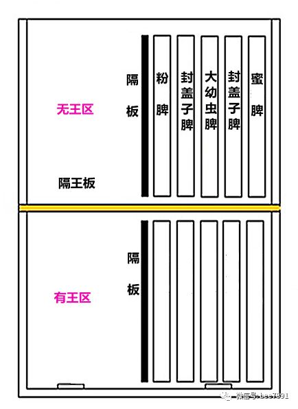 蜜蜂春繁分箱最简单方法,蜜蜂单脾春繁简易方法