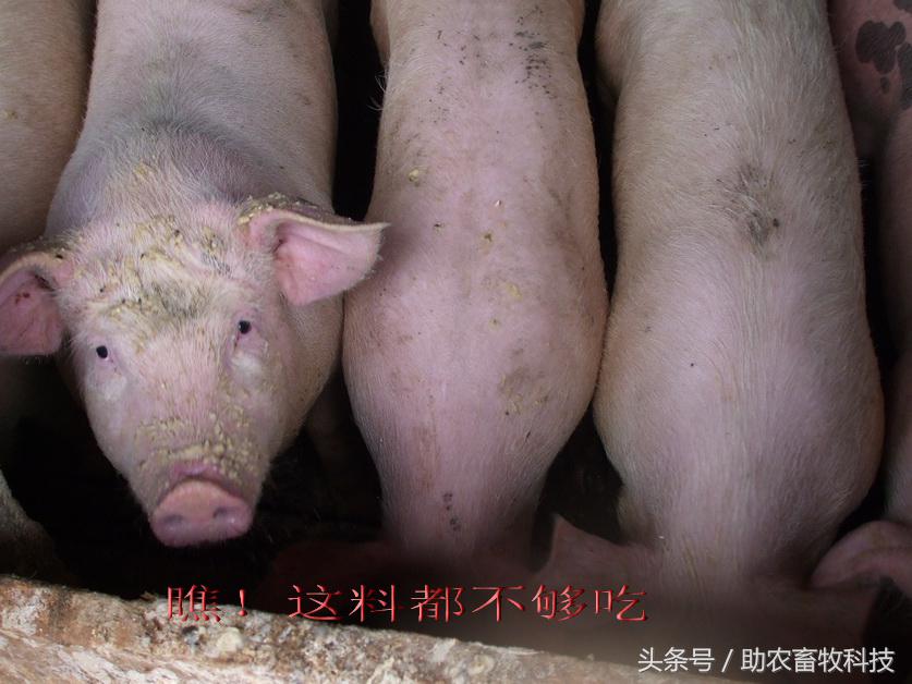 豆渣一吨多少钱,豆渣发酵后多少钱一吨