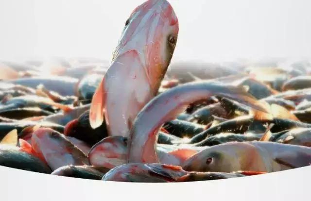 查干湖胖头鱼哪家最正宗,查干湖胖头鱼56斤抖音团购