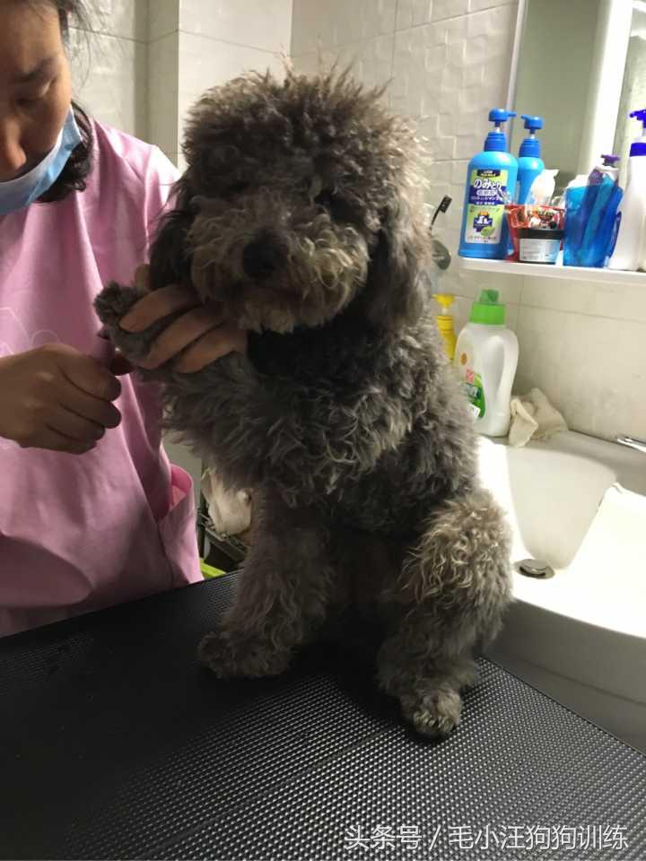 你家泰迪有没有浅色系的,当泰迪的毛被拉直