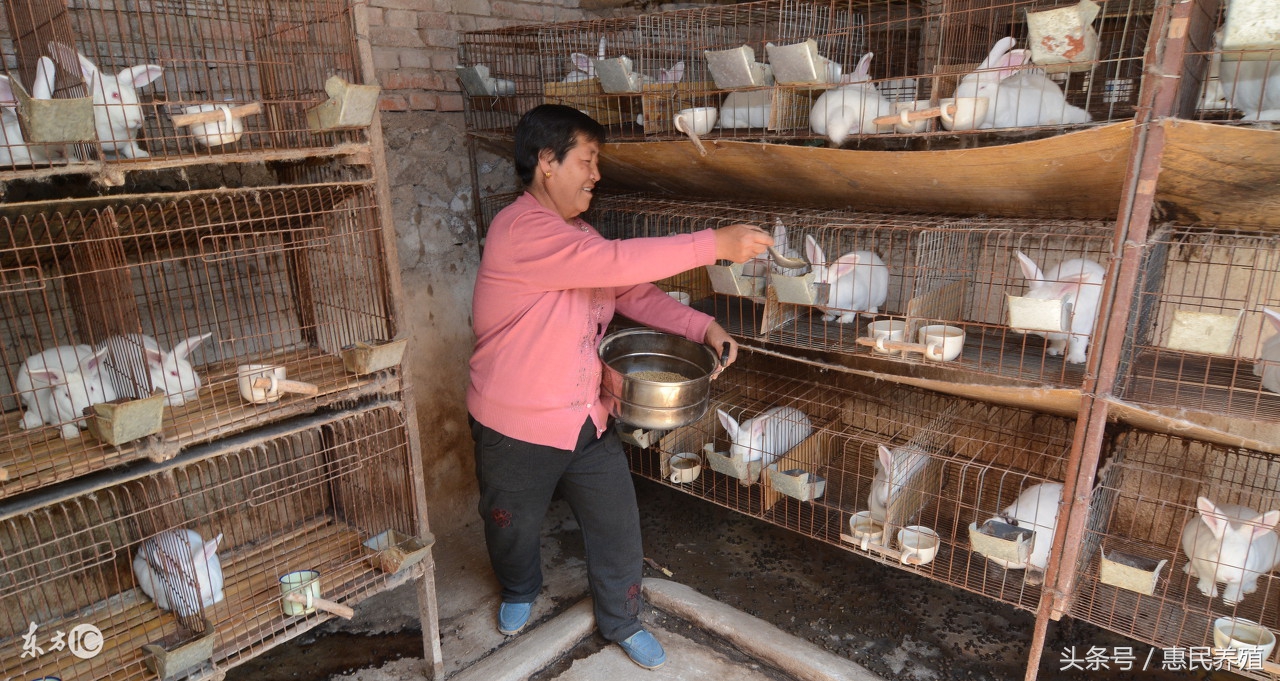 家兔老啃笼怎么办,家兔散养的正确方法