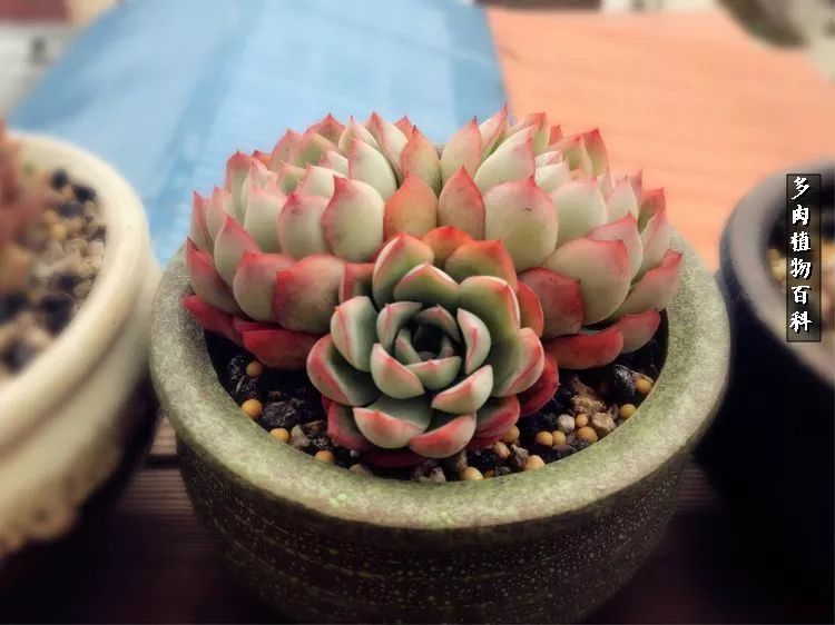 阳光的多肉花园,漂亮的多肉露台花园