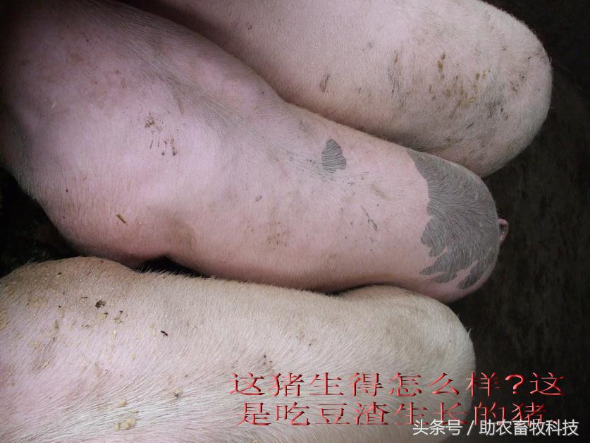 豆渣一吨多少钱,豆渣发酵后多少钱一吨