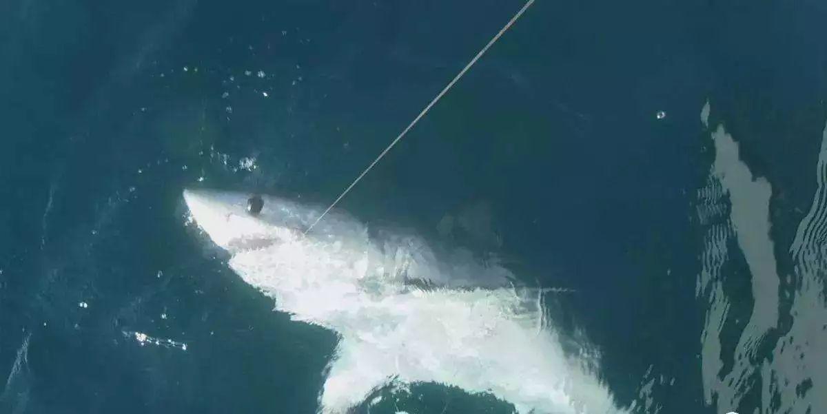 南非线路攻略｜与鲨共舞、沙漠开花、隔海观鲸，你了解非洲吗？