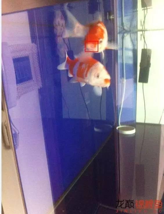 锦鲤嘴肿烂下土霉素行吗,锦鲤鱼烂嘴怎么治疗