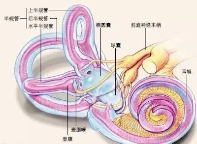 天天和猫咪相处会得病吗,猫狗最怕的三件事