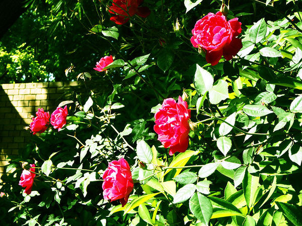 奥林巴斯tg-7运动相机怎样,奥林巴斯tg850拍照