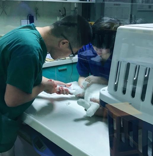 妙手仁心救我狗命锦旗,妙手仁心宠物医院