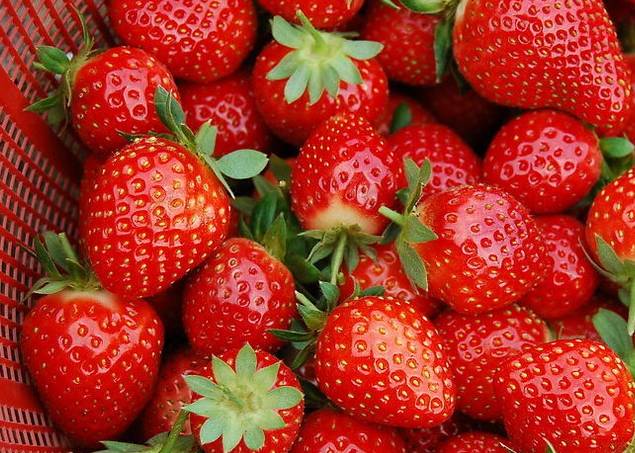 成都采草莓哪个地方最好,成都周边草莓采摘园基地