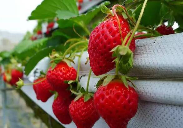成都采草莓哪个地方最好,成都周边草莓采摘园基地