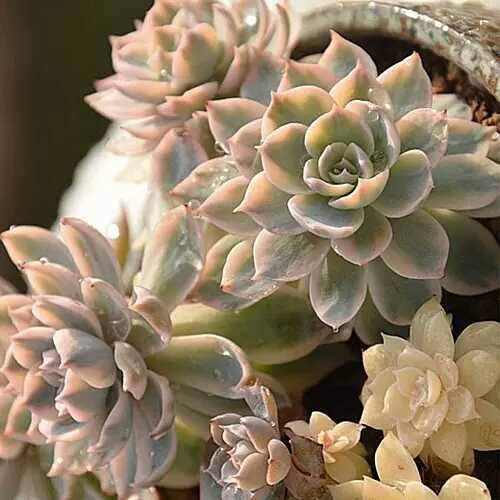 出锦的多肉叶插还会出锦吗,多肉出锦水培会退锦吗