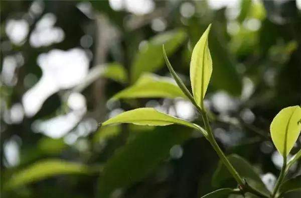 为什么说南糯山是全球古茶第一村,南糯山为什么是普洱茶第一村