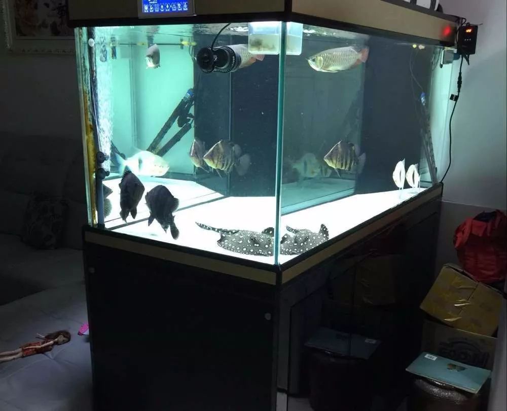 历时4个月，亲手做的缸终于运行！