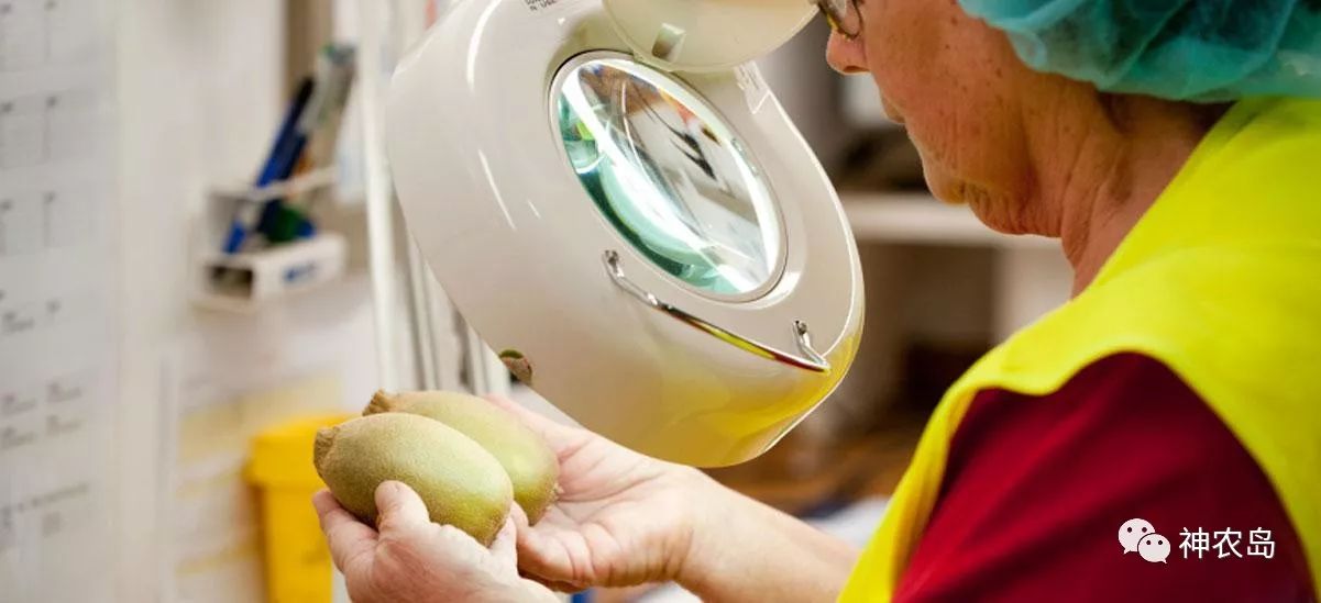 新西兰佳沛奇异果品牌打造,佳沛奇异果新西兰和意大利哪个好