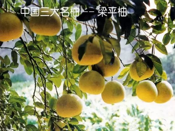 梁平区的未来,梁平区近十年的变化