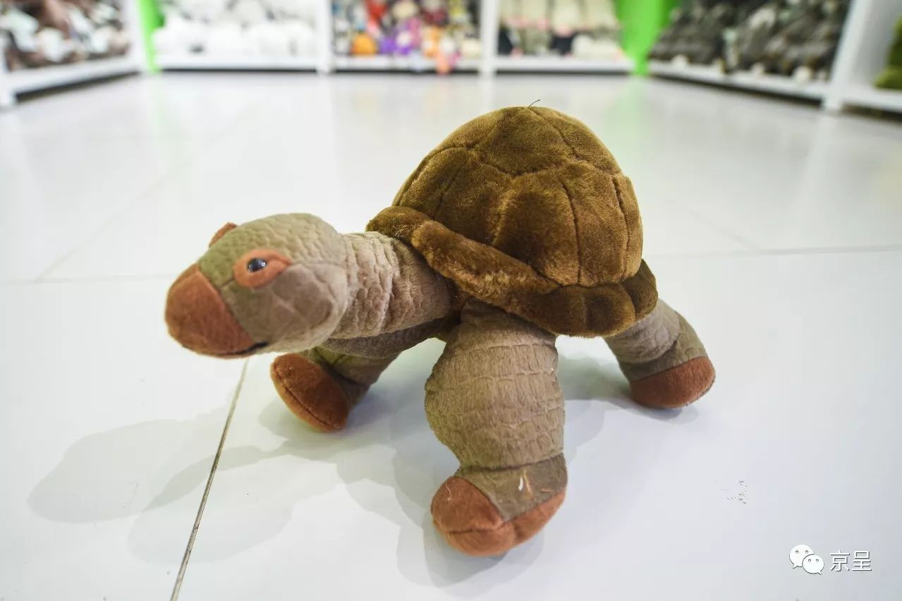 鹈鹕树懒食蚁兽？北京这家非主流玩偶店教你认认新萌物