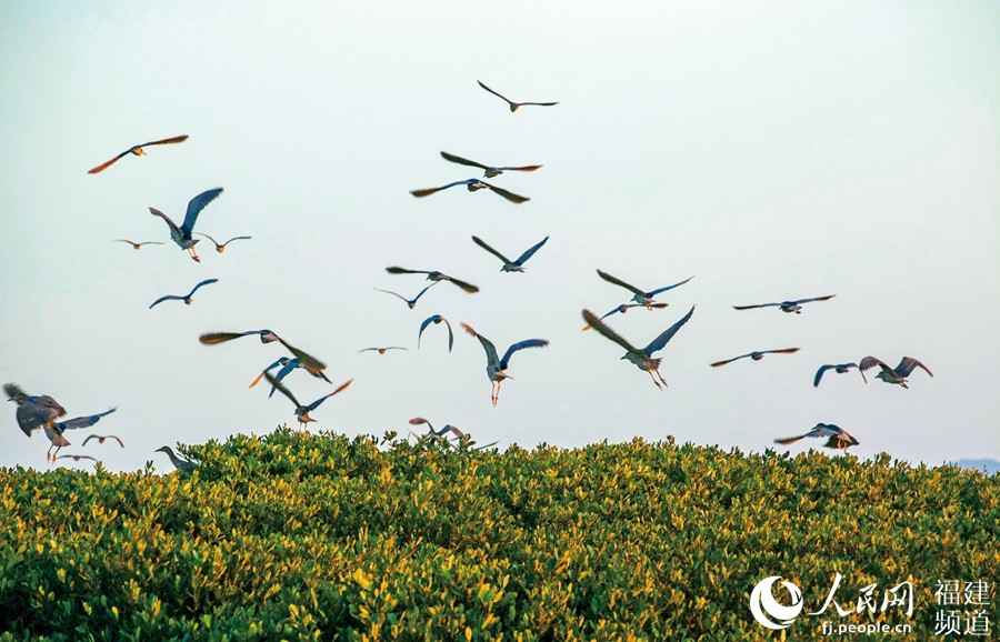 福建：开海兴闽扬优成势耕海牧渔展示活力