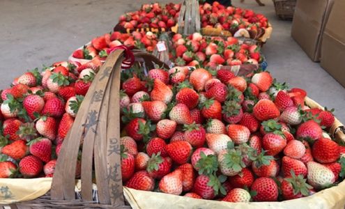 高新区附近草莓,高新区草莓