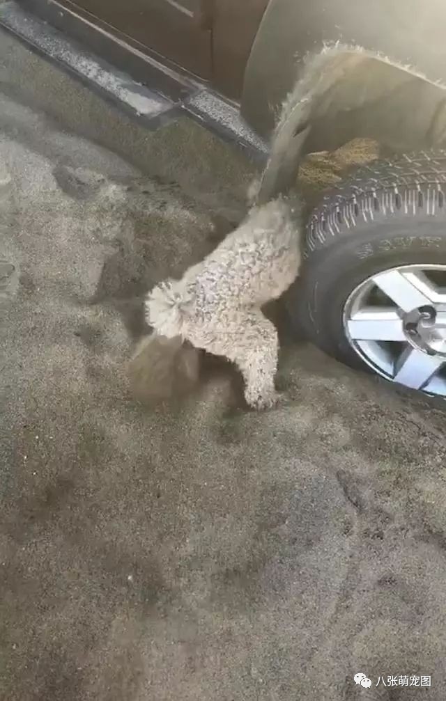 小泰迪用爪子刨窝,小泰迪刨地