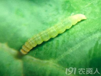 抗性小虫怎么防治,抗性虫怎么治