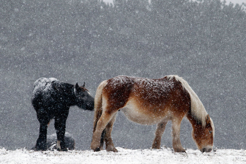 星球·探索｜日本十大萌宠大放送