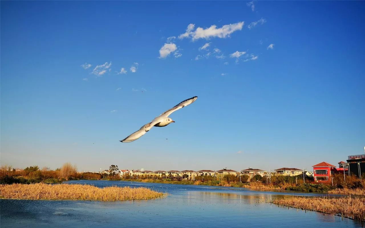 春城秀红嘴鸥图片,春城冬日美景
