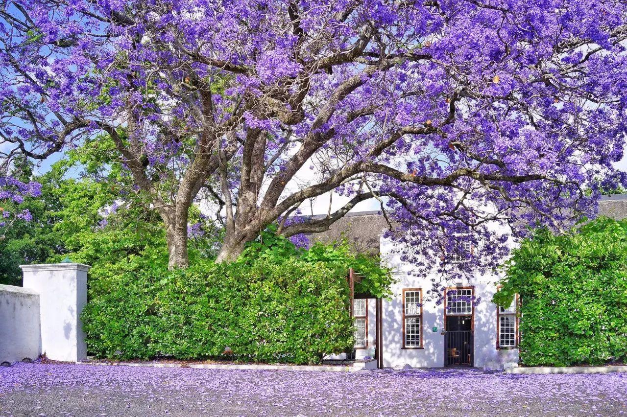 南非线路攻略｜与鲨共舞、沙漠开花、隔海观鲸，你了解非洲吗？