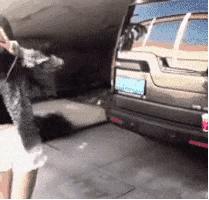 OhMy嘎噔，荷兰猪竟然吃屎，三观毁尽