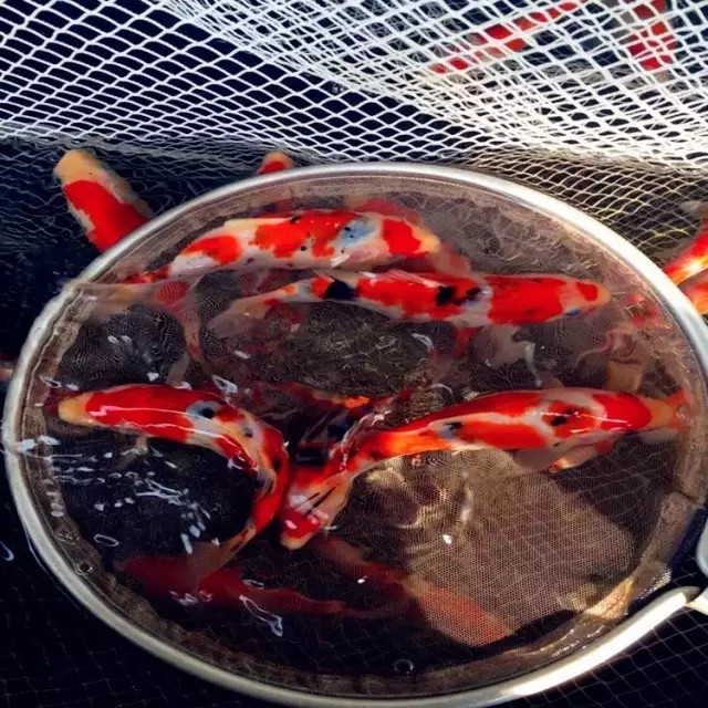 锦鲤繁殖孵化方法全过程,鱼缸锦鲤产卵后怎么孵化