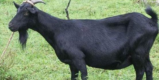 阿拉善盟白山羊羊苗,延安乌骨羊养殖