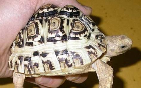 新手养龟陆龟推荐,养陆龟知识大全