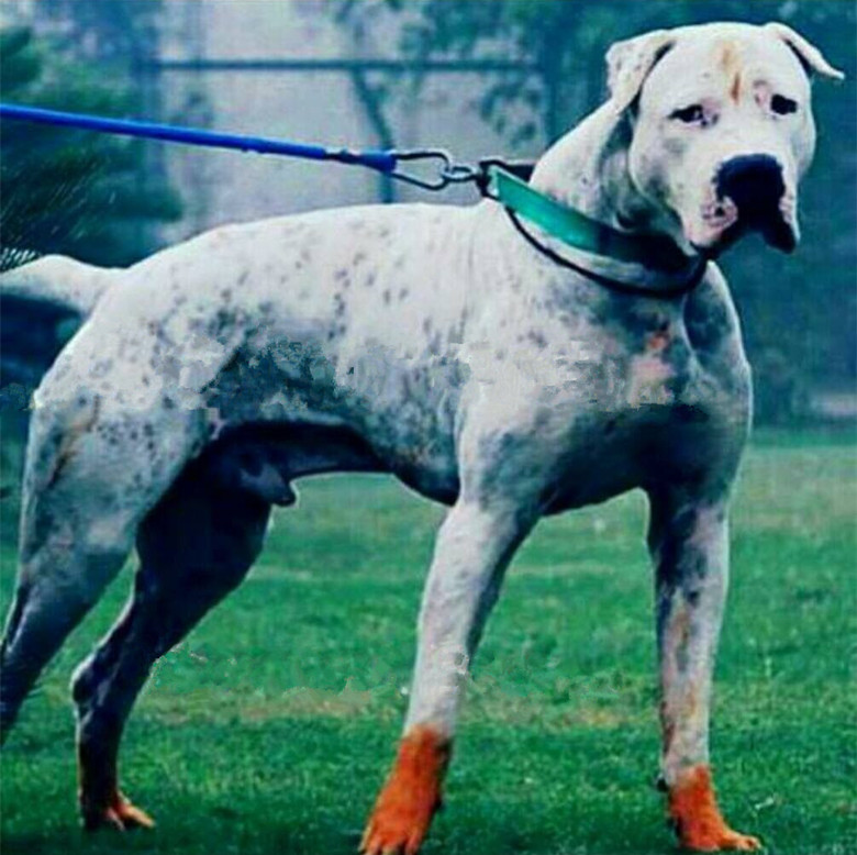 终极杀戮机器库达犬，猛犬中的战斗犬！