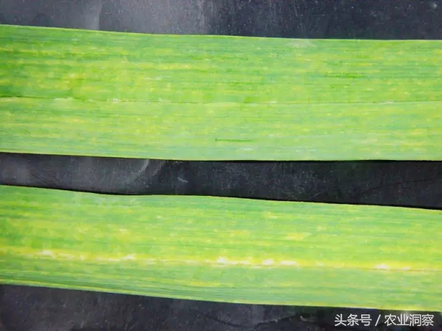 大蒜种植技术与病虫害防治,大蒜的全程种植管理及病虫害防治