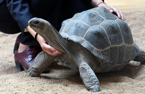 新手养龟陆龟推荐,养陆龟知识大全