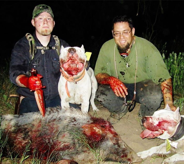 杜高猎犬狩猎野猪视频,狼群vs杜高犬