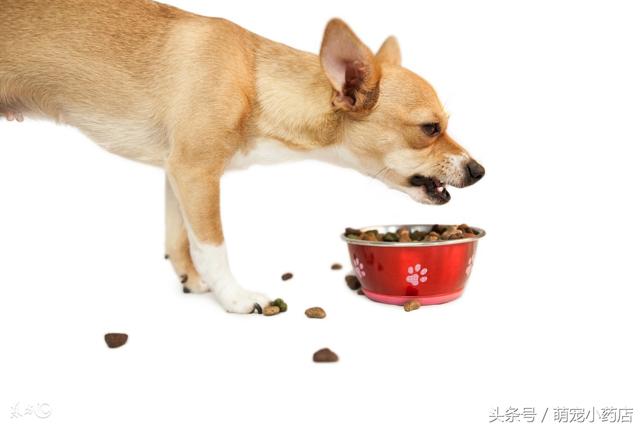 宠物肾衰竭一定要输液吗,宠物医生肾衰竭