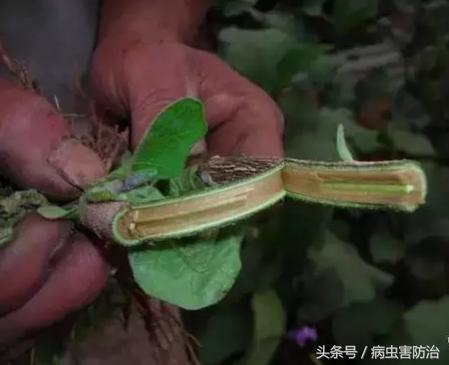 香菇多糖防治茄子黄萎病效果,高锰酸钾能治疗茄子的黄萎病吗