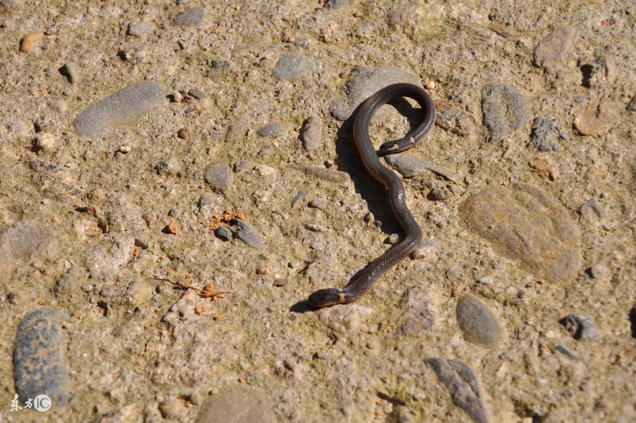 蚯蚓真的可以做药吗,小蚯蚓有药用价值吗