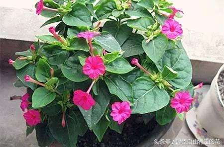 家里盆栽有这几样的赶紧扔掉,盆栽哪些绿植有毒性大