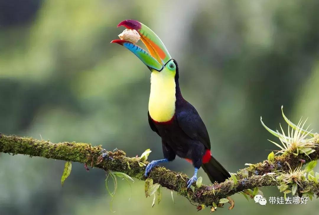 3天两晚广州长隆旅游攻略,广州长隆欢乐世界游玩攻略2021