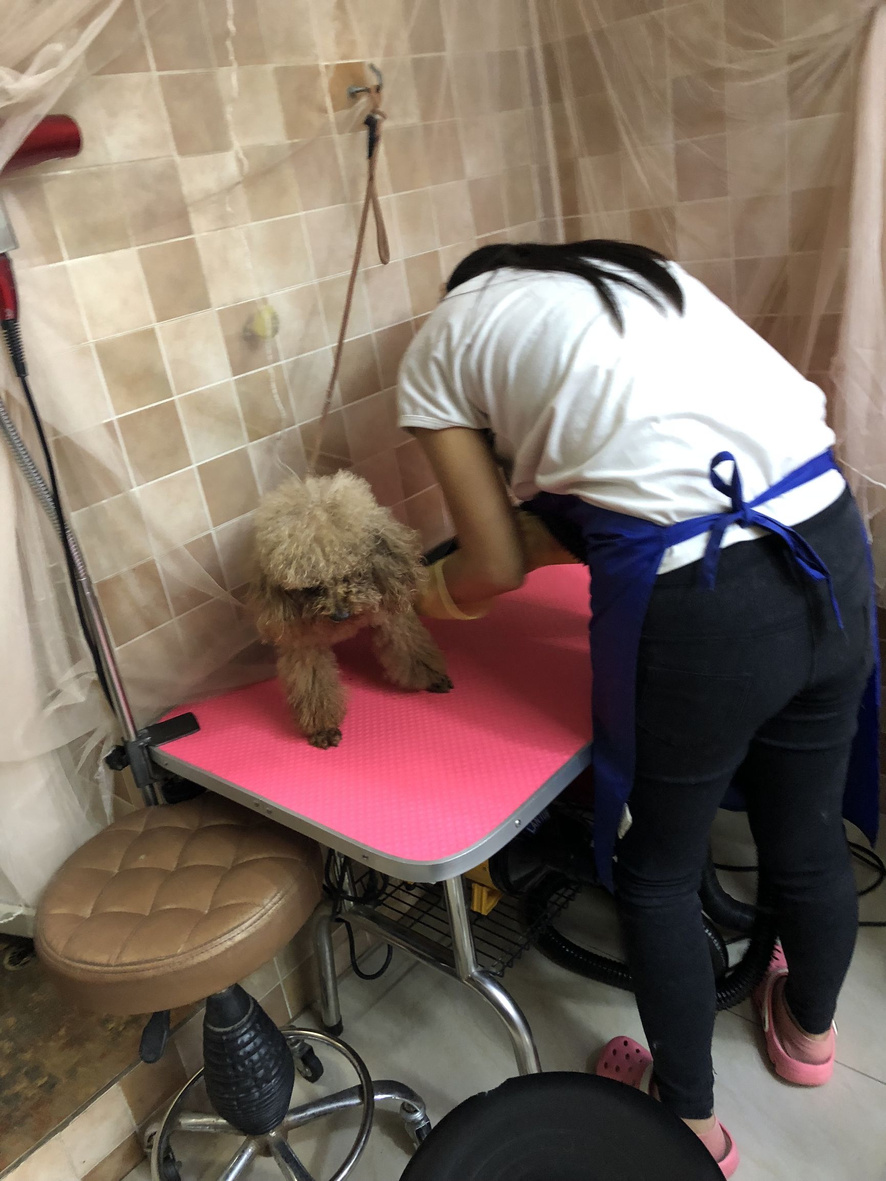 人口老龄化宠物消费,2021宠物消费人群报告