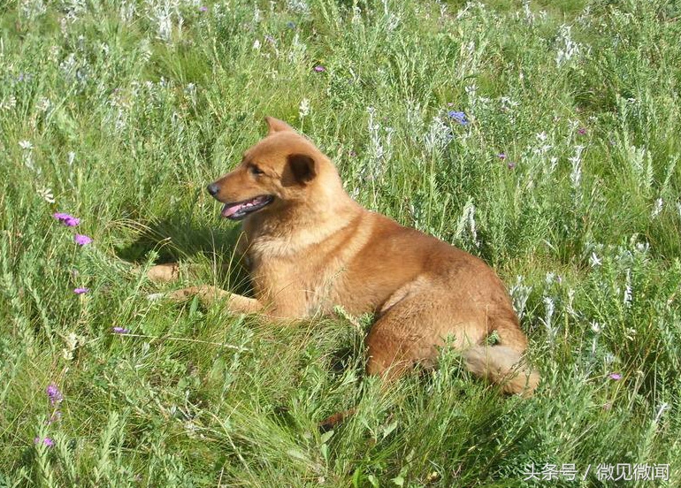 为什么姥爷对狗狗有耐心,狗确实很忠心