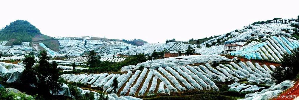 广西沃柑和象山红美人,柑橘品种大全绿柑