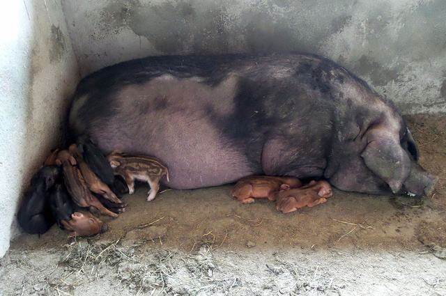 为什么说母猪肉吃了会犯老病,野母猪肉跟家母猪肉有什么不同