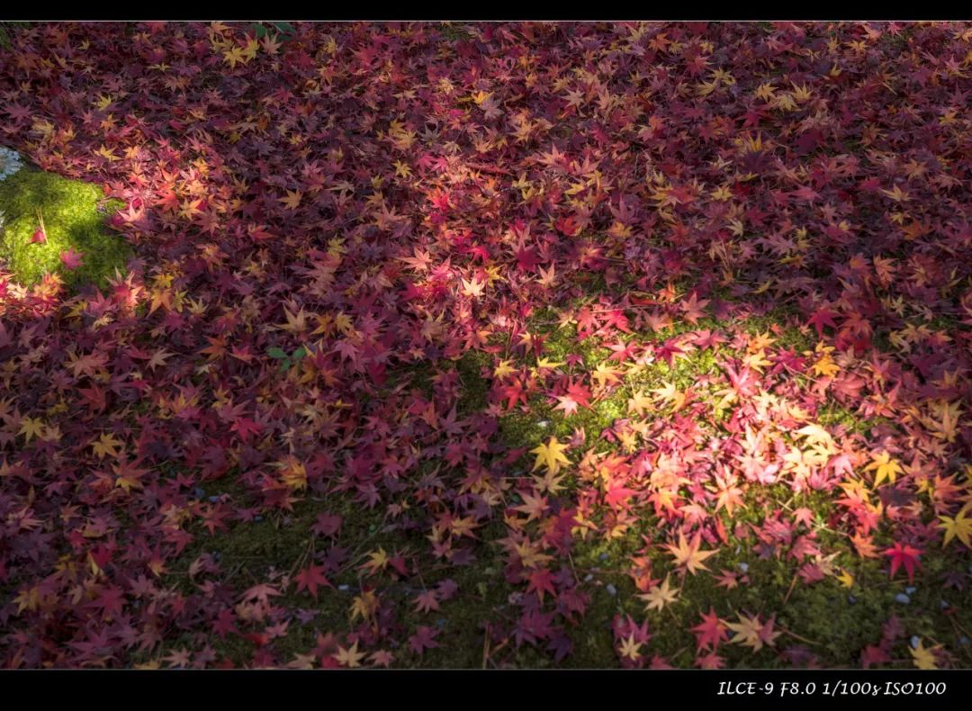 狗哥的热评,狗哥热评