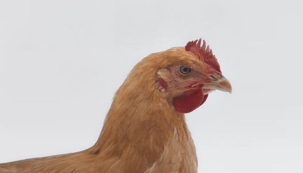 安踏最新广告图,分析安踏的广告